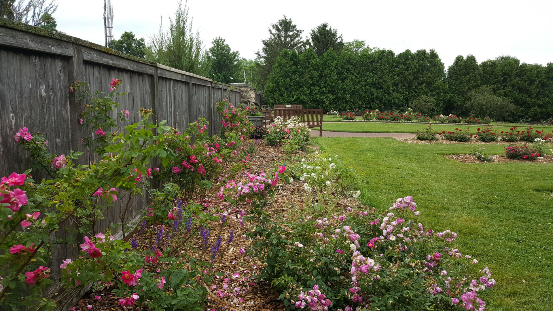 Cedar Valley Arboretum Rose Garden 1.jpg